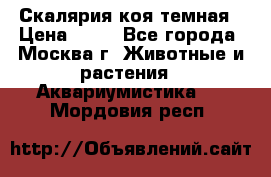Скалярия коя темная › Цена ­ 50 - Все города, Москва г. Животные и растения » Аквариумистика   . Мордовия респ.